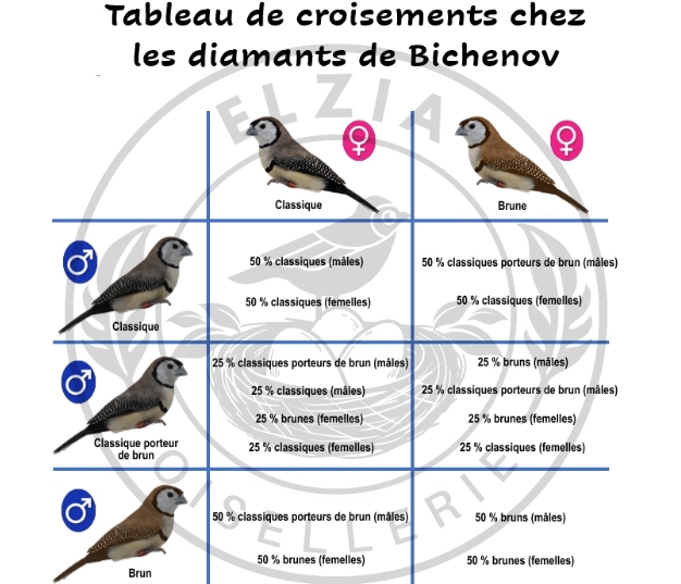 Génétique